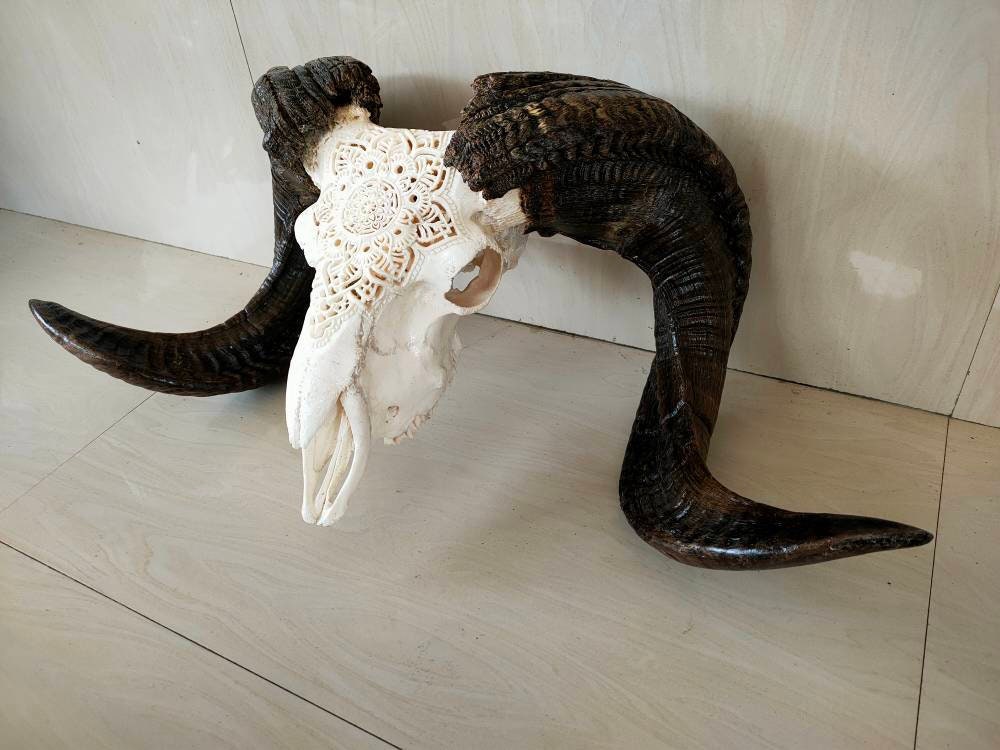 carved ram skull sheep skull carving mandala