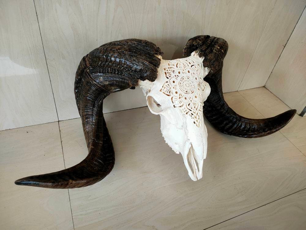 carved ram skull sheep skull carving mandala