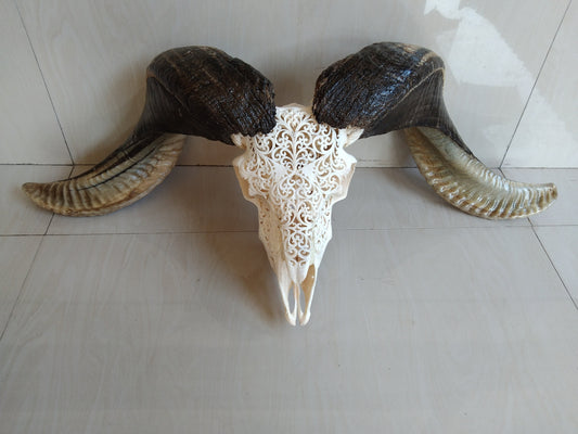 ram skull carving Hart white