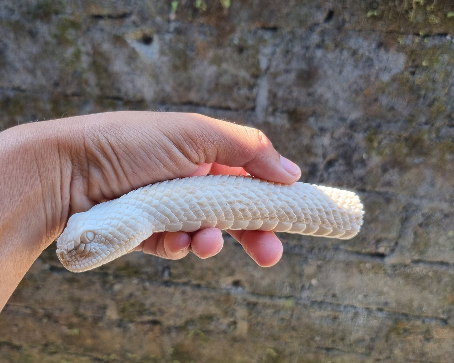 Deer antler carving snake for knife handle