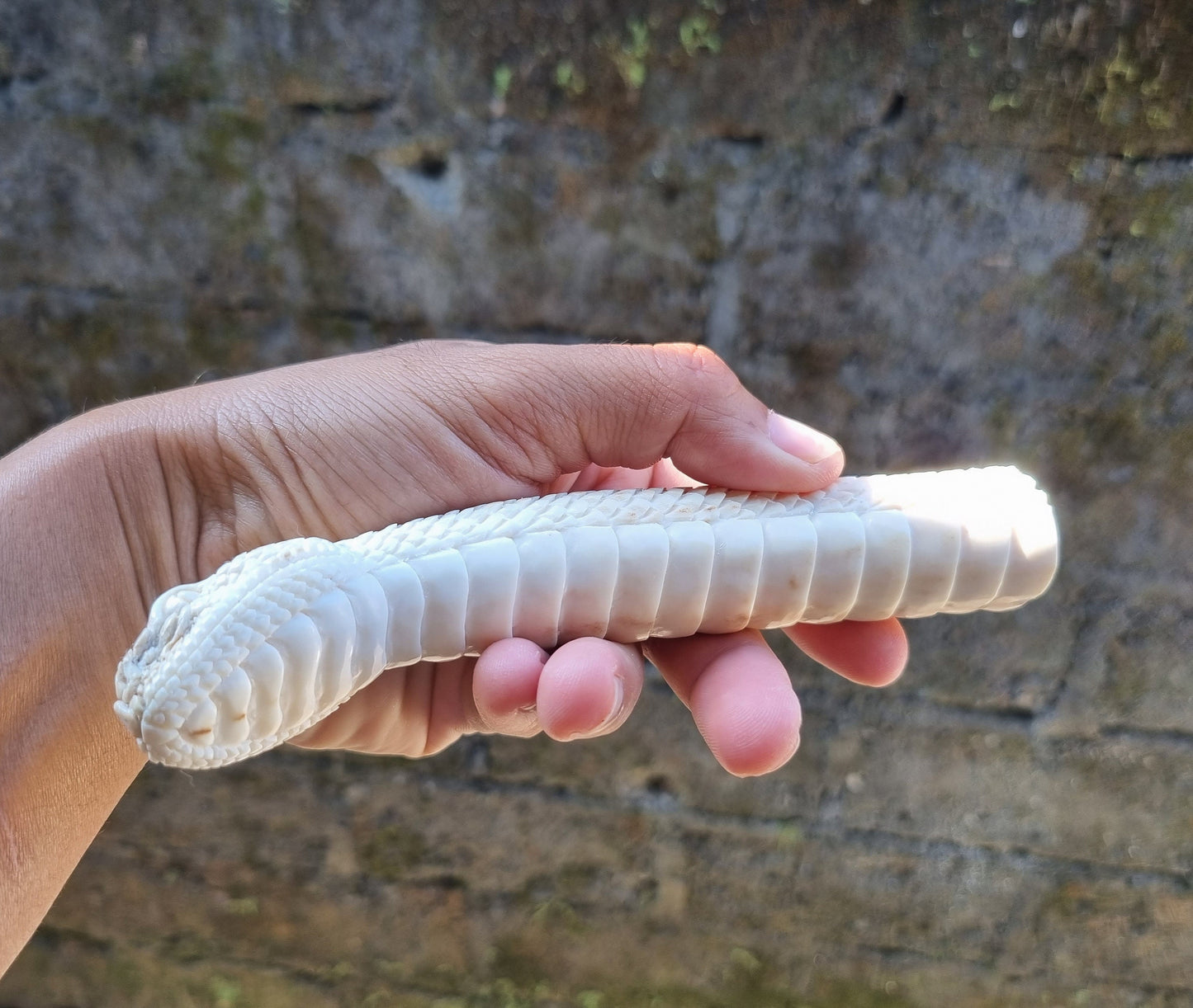 Deer antler carving snake for knife handle