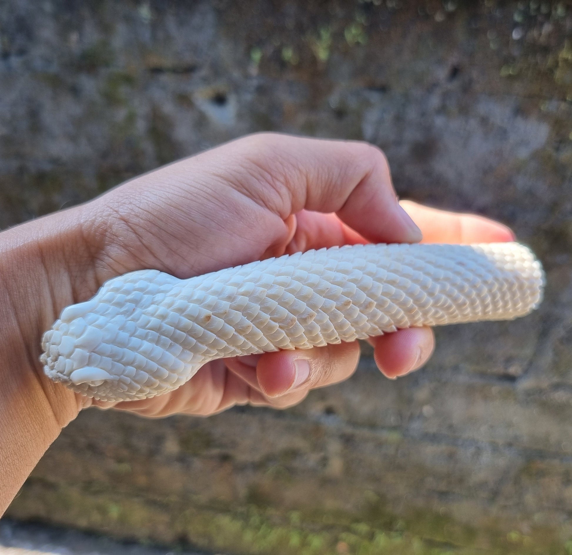 Deer antler carving snake for knife handle